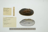 Velesunio wilsonii image