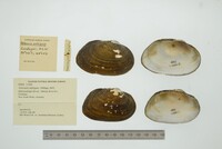 Velesunio ambiguus image