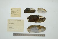 Cucumerunio novaehollandiae image