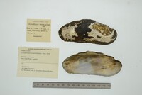 Cucumerunio novaehollandiae image