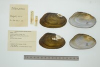 Media resource of Alathyria jacksoni