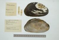 Alathyria jacksoni image