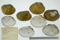 Lampsilis higginsii image