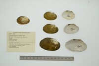 Tamsiella tamsiana image