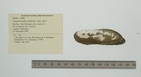 Lamproscapha ensiformis image