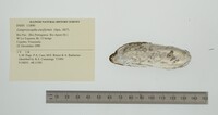 Lamproscapha ensiformis image