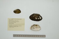 Tamsiella tamsiana image
