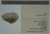 Epioblasma triquetra image