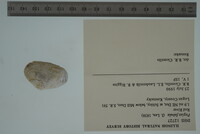 Pegias fabula image