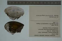Epioblasma triquetra image