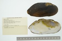 Margaritifera margaritifera image