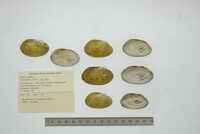 Anodontites tortilis image