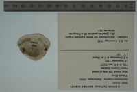Epioblasma triquetra image