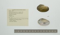Anodontites guanarensis image