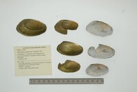 Anodontites guanarensis image