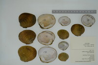 Dromus dromas image