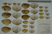 Epioblasma triquetra image