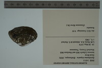 Epioblasma triquetra image