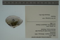 Epioblasma triquetra image