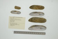 Lamproscapha ensiformis image