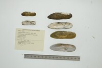 Lamproscapha ensiformis image