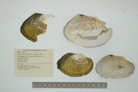 Anodontites trapesialis image