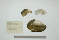 Anodontites trapesialis image