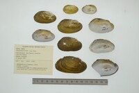 Anodontites tortilis image