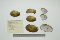 Anodontites guanarensis image