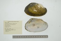 Anodontites trapesialis image