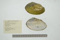 Anodontites trapesialis image
