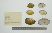 Anodontites tortilis image