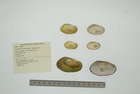 Anodontites guanarensis image