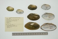 Anodontites trigona image