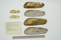 Mycetopoda pittieri image
