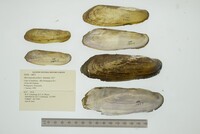 Mycetopoda pittieri image