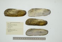 Mycetopoda pittieri image