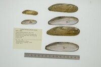 Lamproscapha ensiformis image