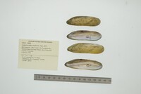 Lamproscapha ensiformis image