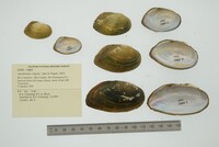 Anodontites trigona image