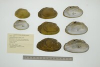 Tamsiella tamsiana image