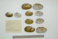 Anodontites tortilis image