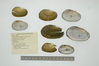 Anodontites guanarensis image