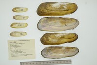 Mycetopoda pittieri image