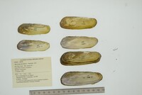 Mycetopoda pittieri image