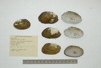 Anodontites tortilis image