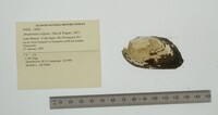 Anodontites trigona image