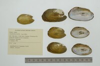 Anodontites tortilis image