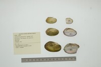Anodontites guanarensis image