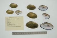 Anodontites trigona image